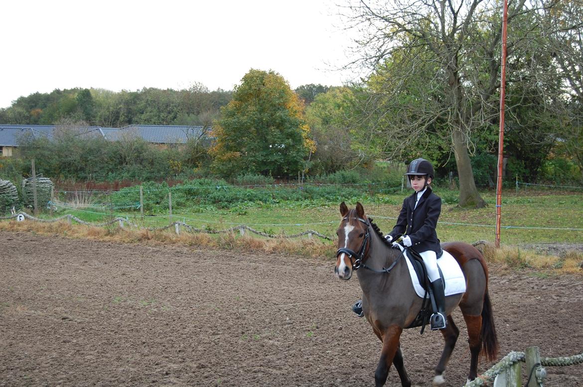 New Forest Freedom   [Himmelhest] billede 7