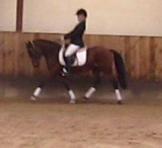 Anden særlig race LUNDGAARD'S COINTREAU - SOLGT billede 13