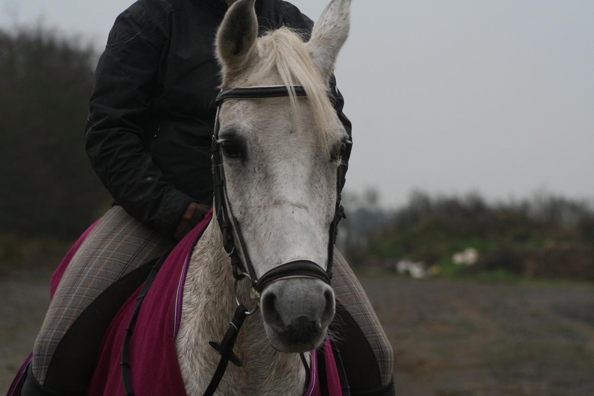 Sportsaraber (A) Ghost - Himmelhest <3 billede 12