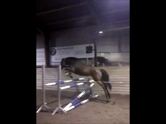 Anden særlig race LUNDGAARD'S COINTREAU - SOLGT - 1 meter i løsspring :-) billede 14