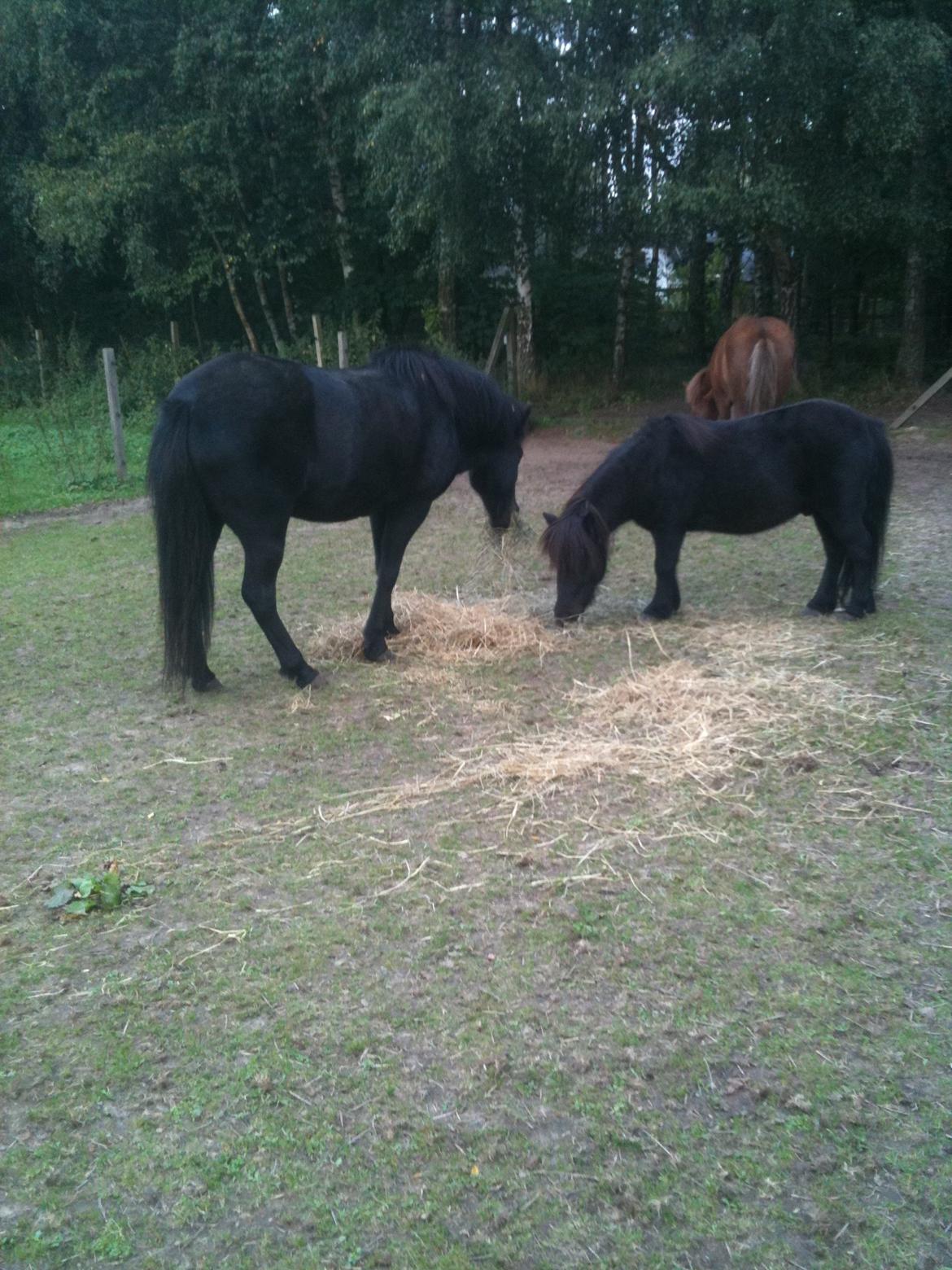 Shetlænder Paw af Ellebrud (himmelhest) - nu har de store endelig lært at dele med paw:)!!<33 billede 17