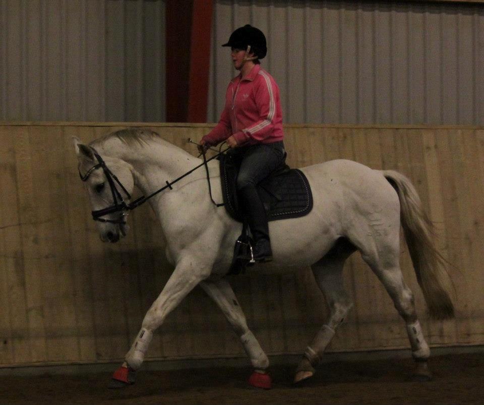 Dansk Varmblod Corland IV billede 12