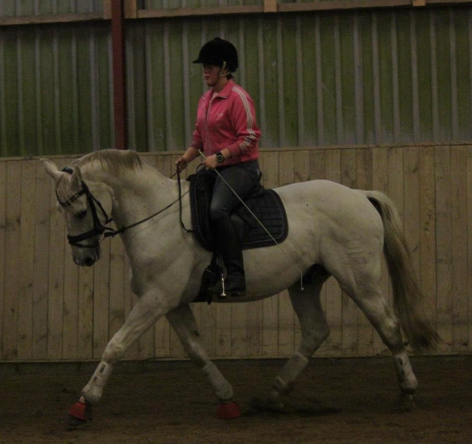 Dansk Varmblod Corland IV billede 13