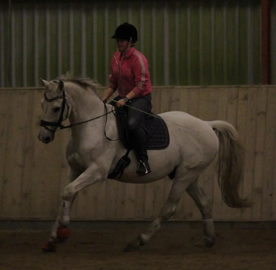 Dansk Varmblod Corland IV billede 14