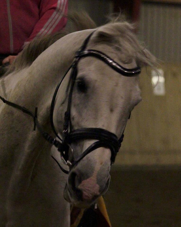 Dansk Varmblod Corland IV billede 15