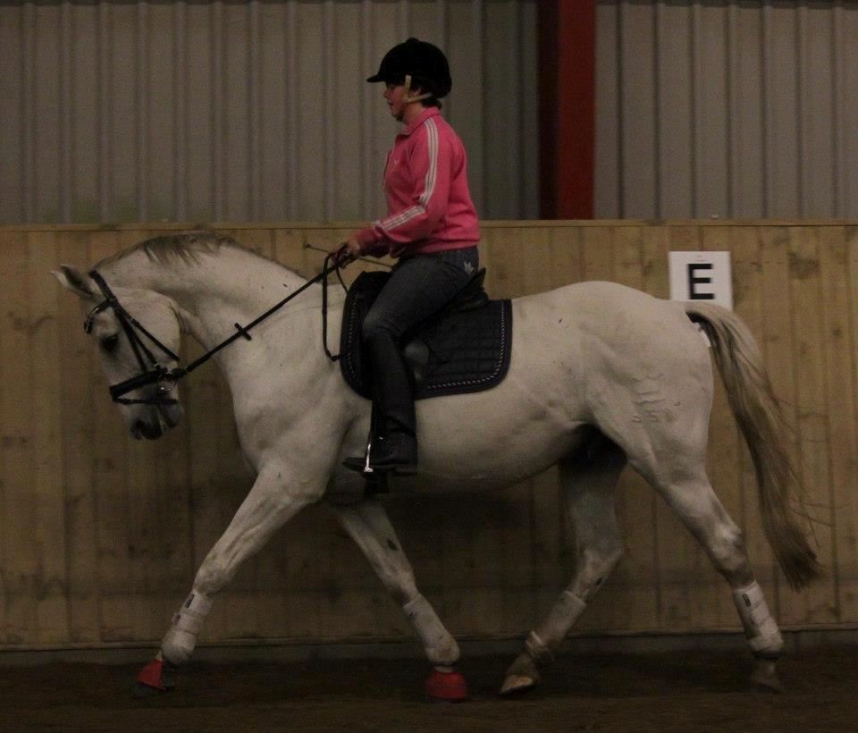 Dansk Varmblod Corland IV billede 16