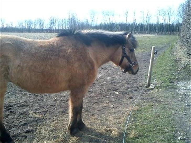 Anden særlig race Blinka<3 - søde blinka!<3 
ikke det kønneste billed af hende men for mig er hun smuk!<3 billede 8