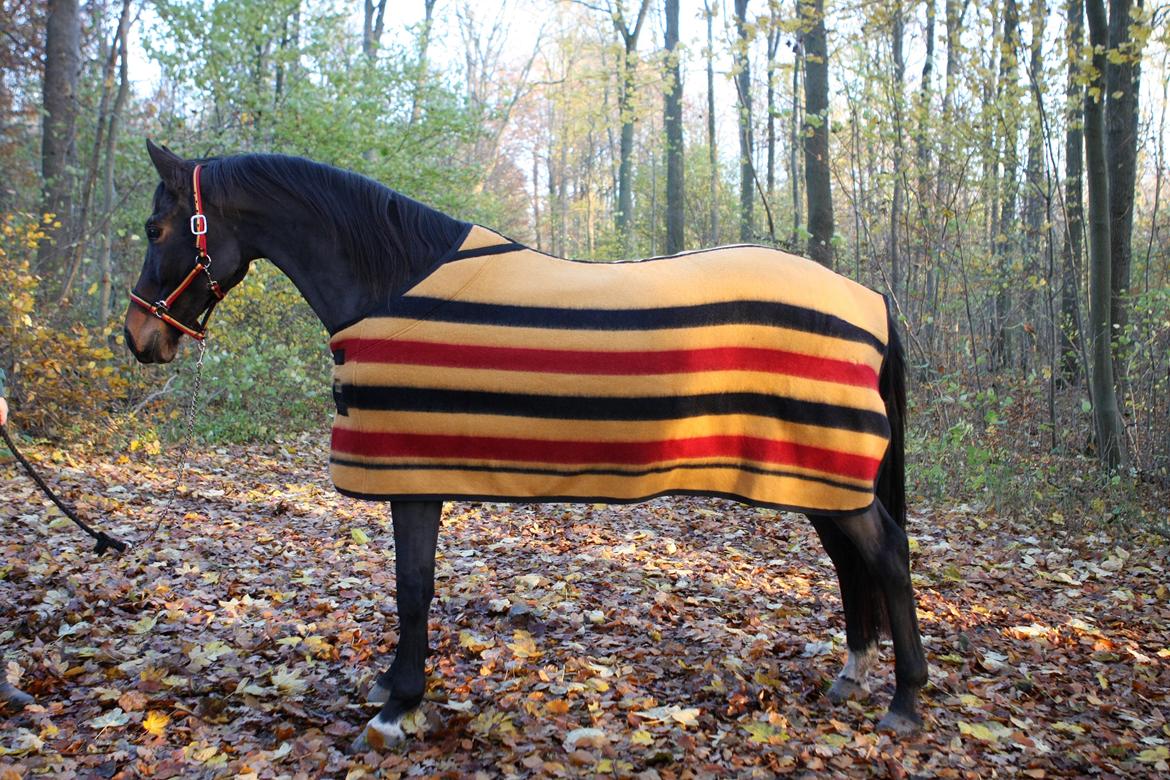 Trakehner Roxette - Okt 12 billede 12