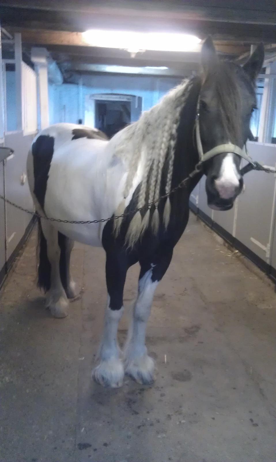 Irish Cob Aicha billede 12