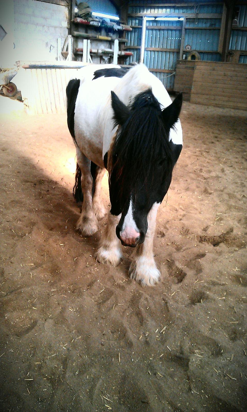 Irish Cob Aicha - Hjemme i ridehuset på stigsbjerggaard :D billede 13