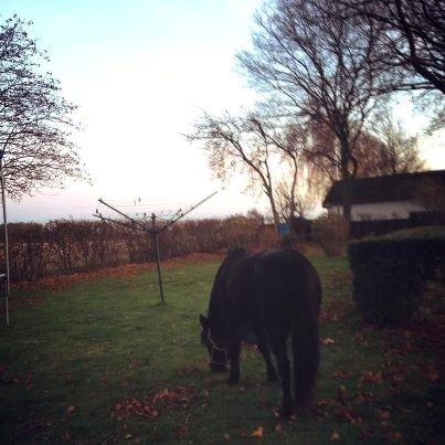 Anden særlig race Wesselhoff´s Nala <3 Solgt og savnet <3 - så er nala hjemme <3  (billed taget af storesøster) billede 2