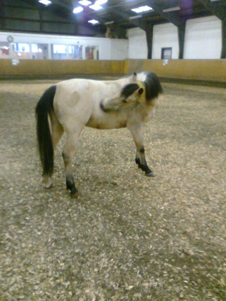 Welsh Pony af Cob-type (sec C) rotterdams sheila - smukke Sille <3 <3  billede 19