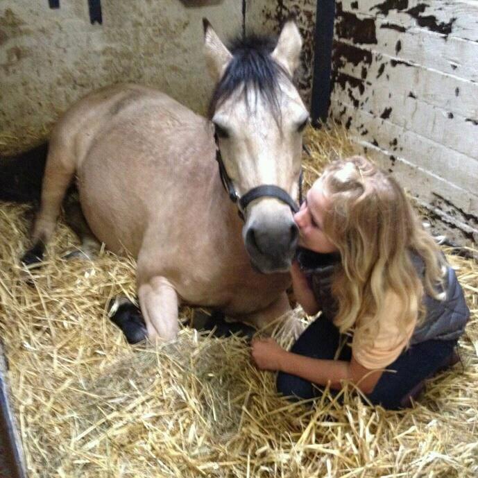 Welsh Pony af Cob-type (sec C) rotterdams sheila - Sheila miin skat <3  billede 20