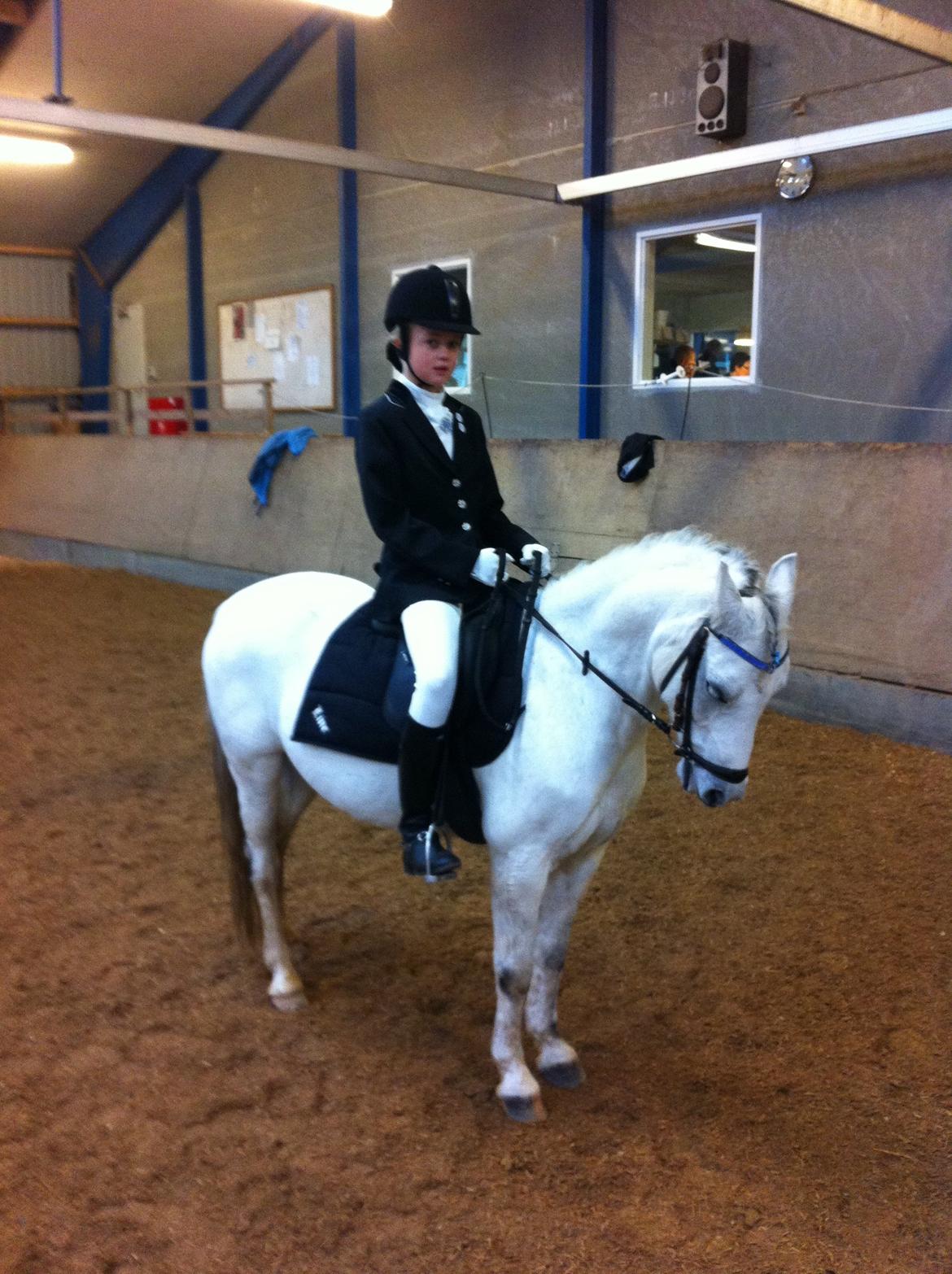 Welsh Pony af Cob-type (sec C) Korreborgs Rubin (Solgt) - Til stævne i Sydthy rideklub den 10.11.2012 billede 17