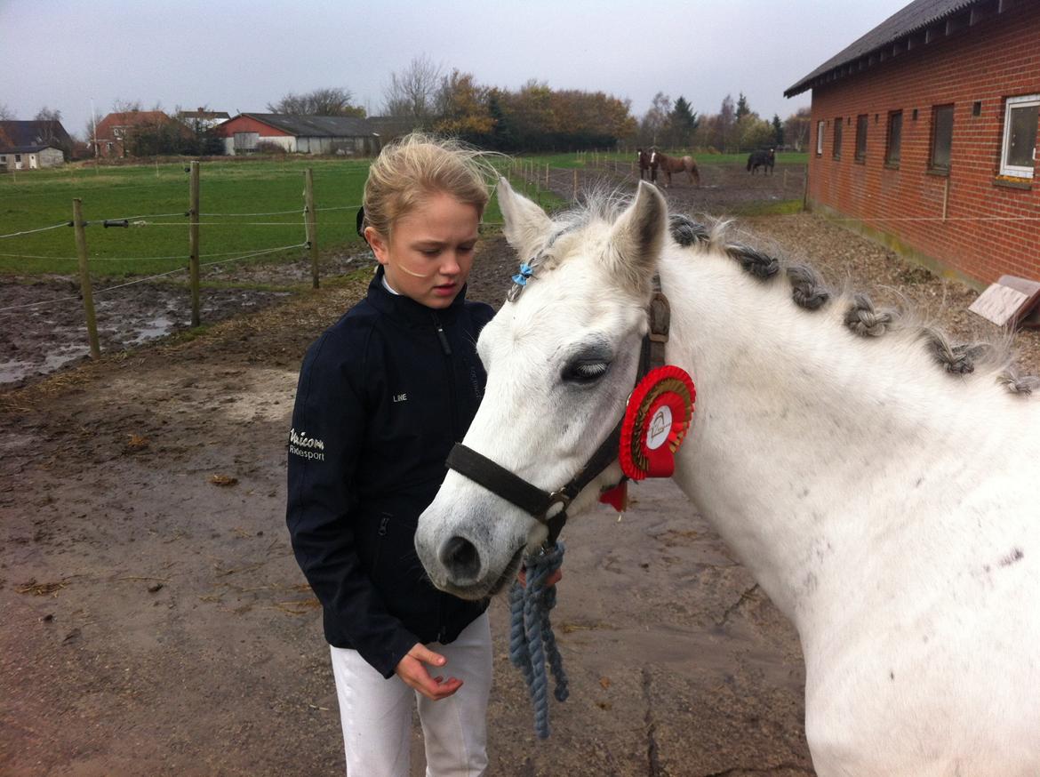 Welsh Pony af Cob-type (sec C) Korreborgs Rubin (Solgt) billede 19