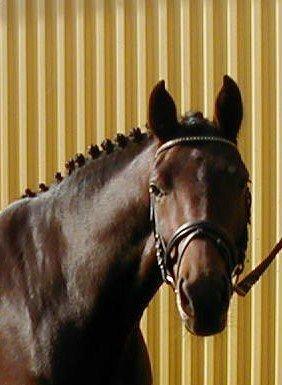 Dansk Varmblod Kidholms Wanilla billede 15