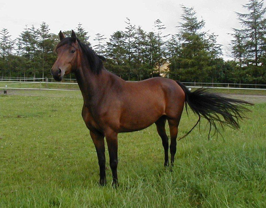 Dansk Varmblod Kidholms Wanilla billede 16