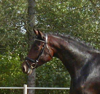 Dansk Varmblod Kidholms Wanilla billede 17