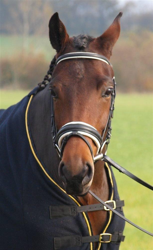 Dansk Varmblod Kidholms Wanilla billede 18