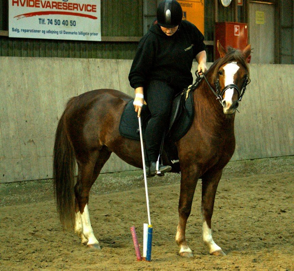 Anden særlig race Flicka - Signe Sehested der har tage billedet 11/11-12 Mounted Games kursur  billede 2