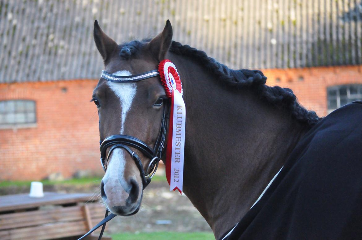 Welsh Cob (sec D) Rolighedens Jackpot (B3) - KLUBMESTER 2012 FKR med over 70 % billede 18