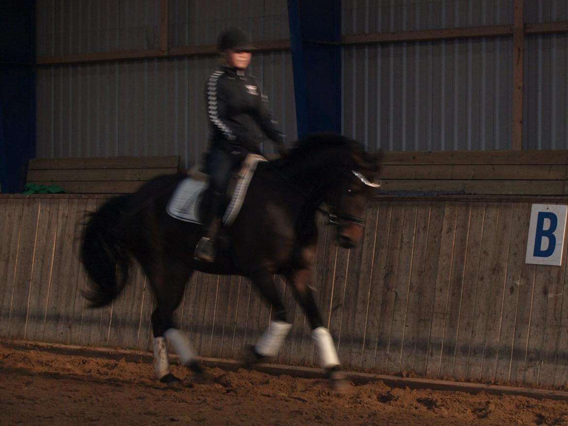 Trakehner Miss Behaven Birkedommergård SOLGT billede 9