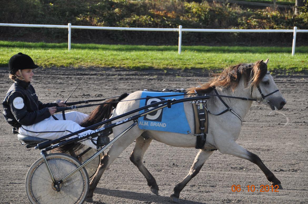 Gotlandsruss Så Tuff JSA 666 billede 2