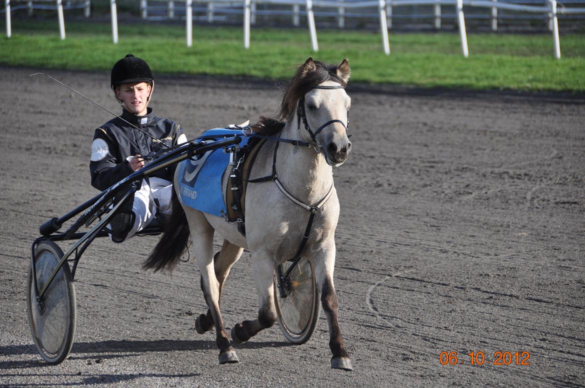 Gotlandsruss Så Tuff JSA 666 billede 3