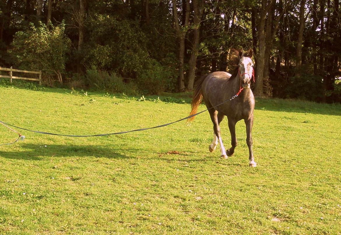 Anden særlig race Bjørnegård's Mio billede 17