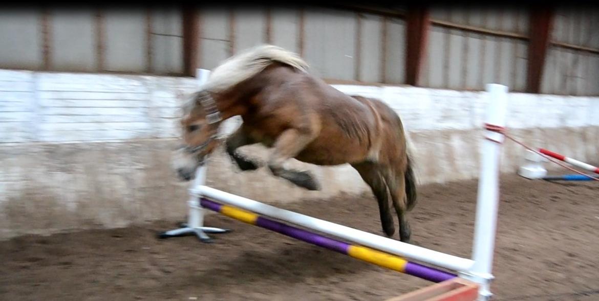 Haflinger Asterix - (12) billede 12