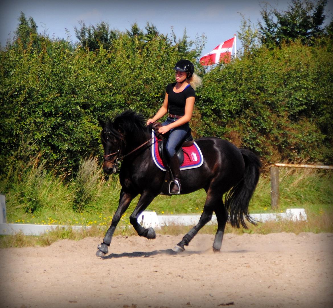 DSP Samara Spring pony billede 5