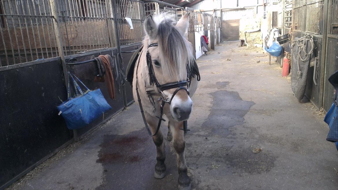 Fjordhest Saga - Venter kun på at Signe gør mig klar:-) billede 10