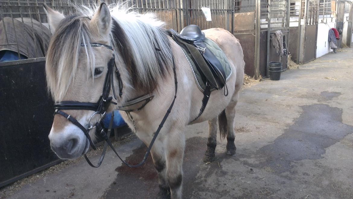 Fjordhest Saga - Nu er jeg altså træt af og vente billede 11