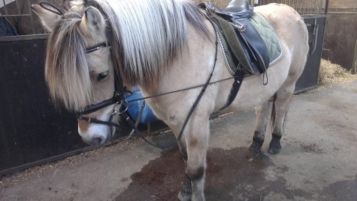 Fjordhest Saga - Så er jeg klar er jeg ikke fin? billede 12