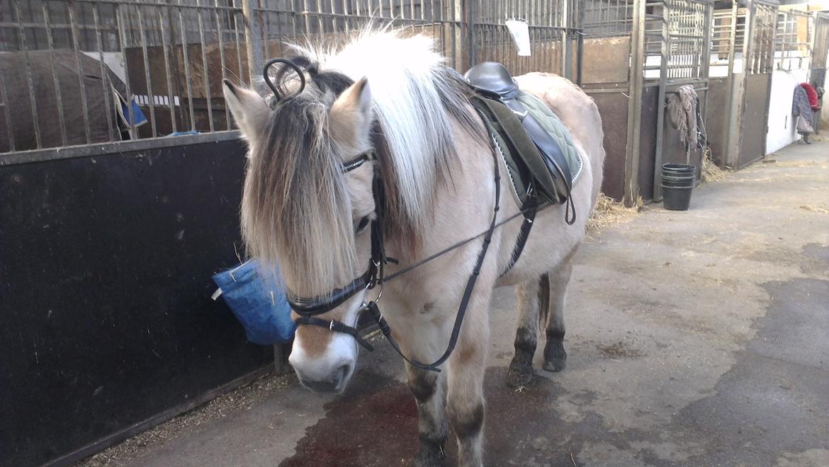 Fjordhest Saga - Klar, parat ridestart! billede 13