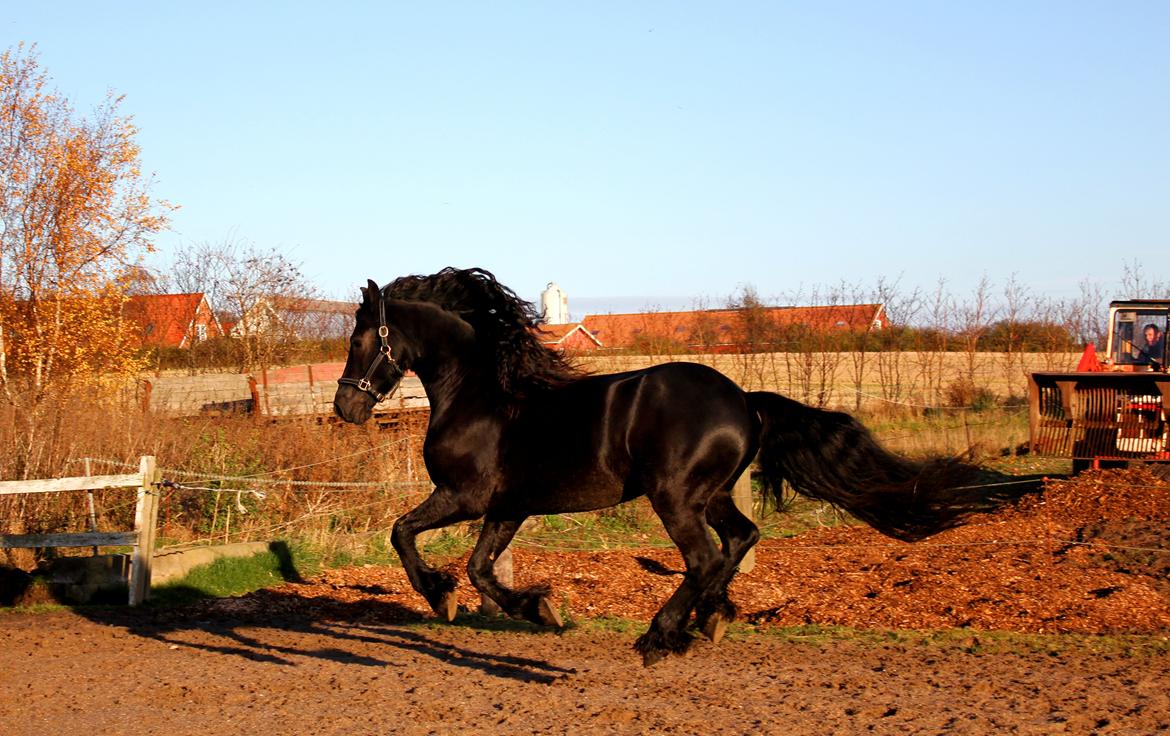 Frieser Ate fan'e Sânmar billede 23