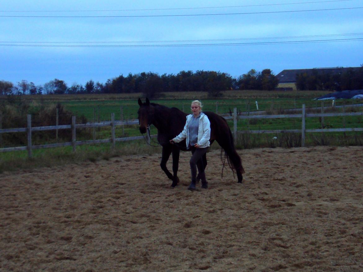 Dansk Varmblod Silhouette billede 5