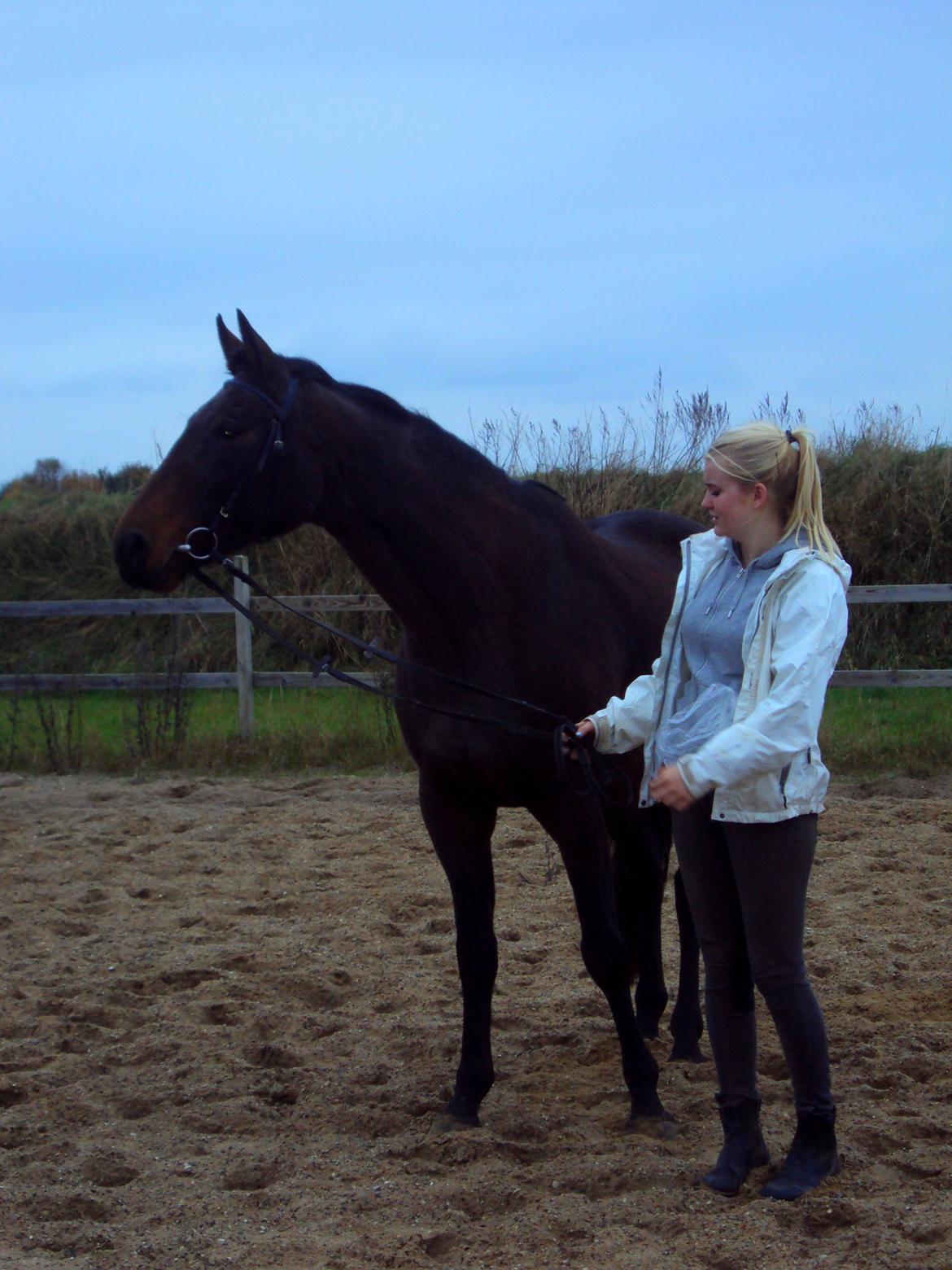 Dansk Varmblod Silhouette billede 4