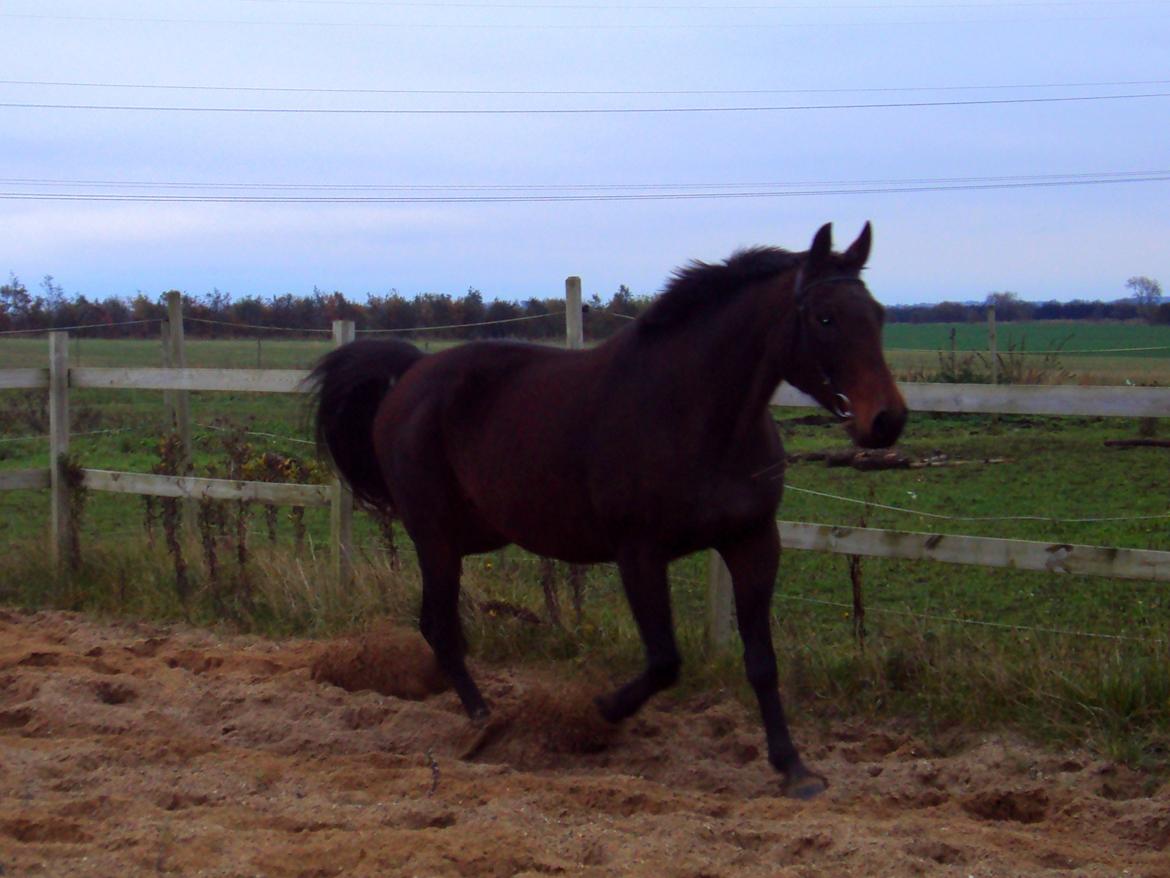 Dansk Varmblod Silhouette billede 7