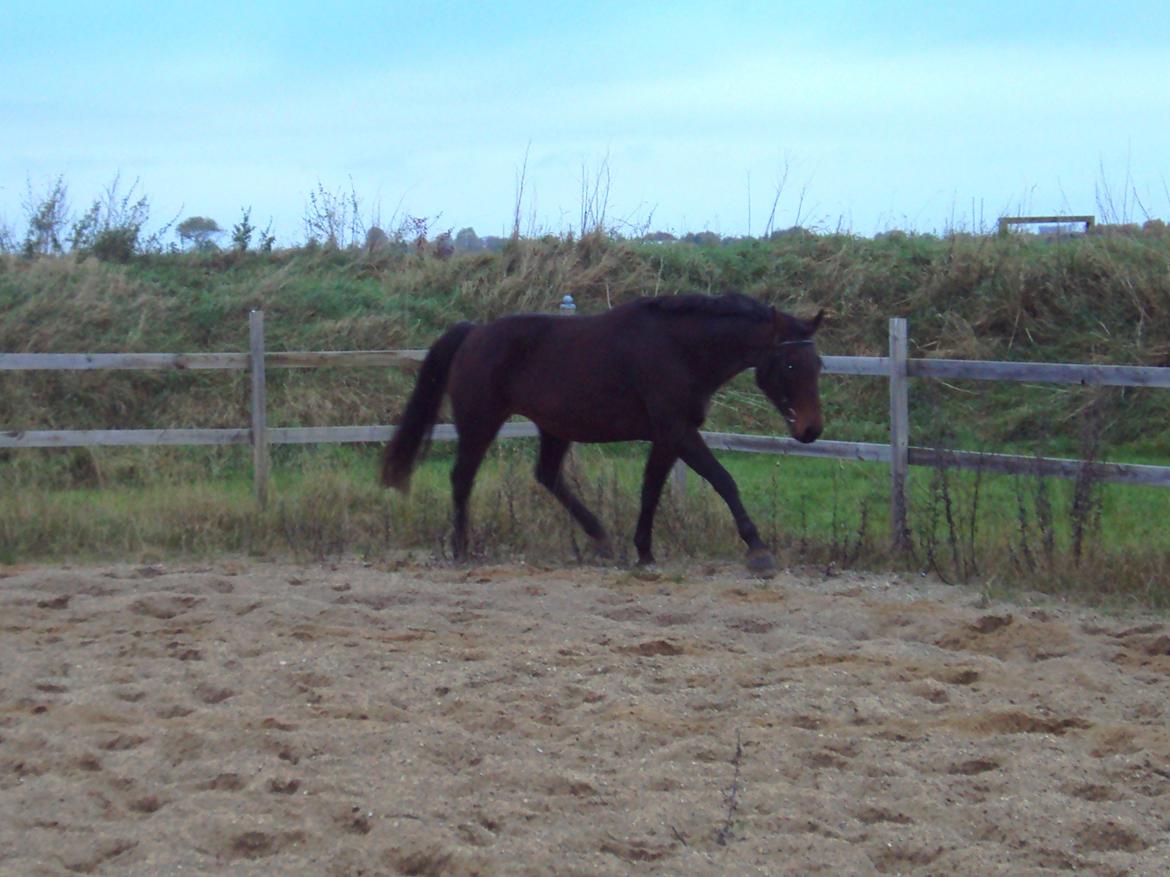 Dansk Varmblod Silhouette billede 9