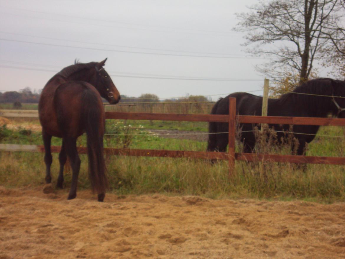 Dansk Varmblod Silhouette billede 10