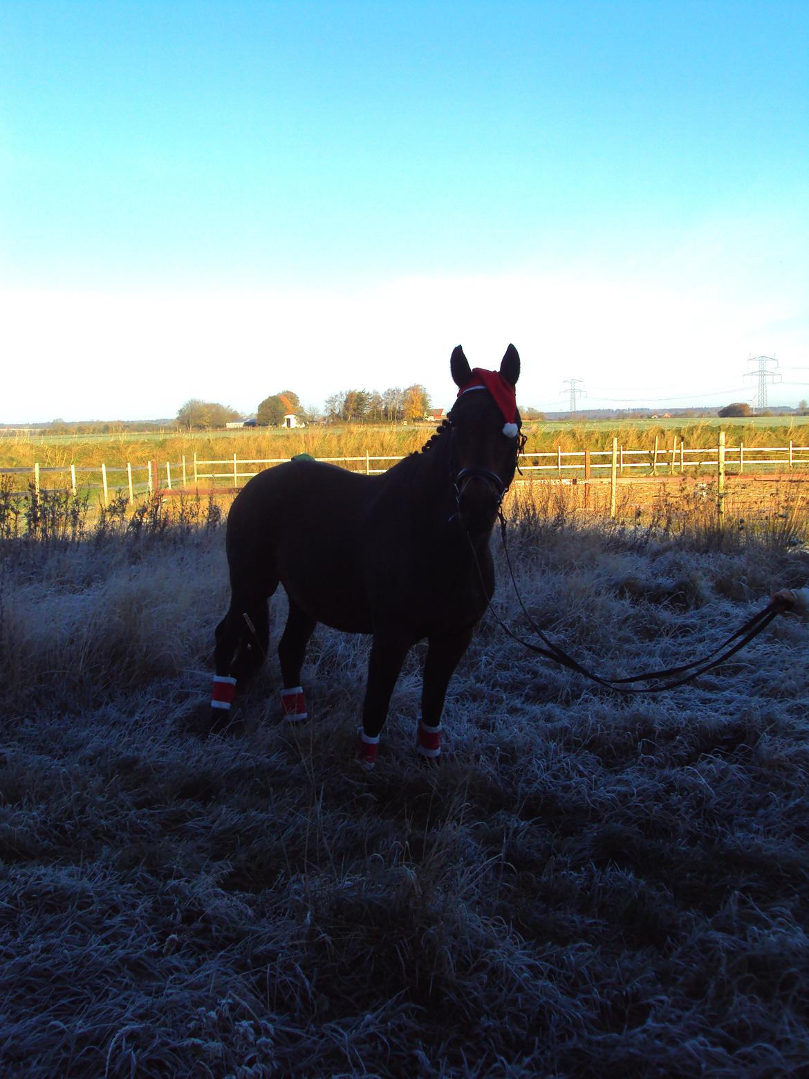 Dansk Varmblod Silhouette billede 11