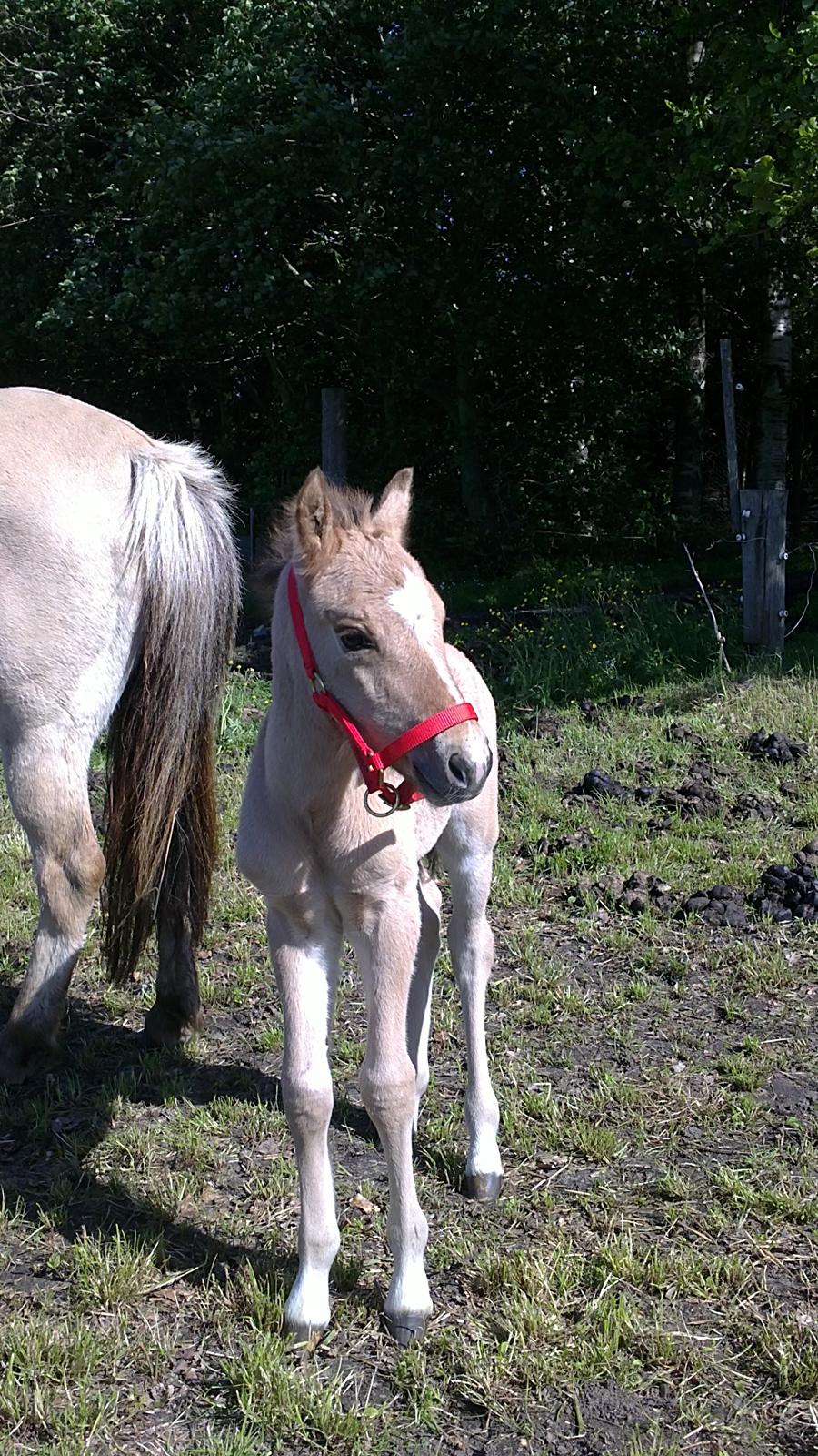 Anden særlig race Sultan billede 1