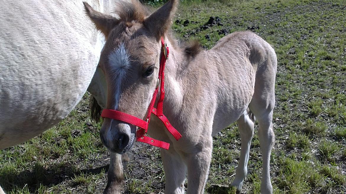 Anden særlig race Sultan billede 2