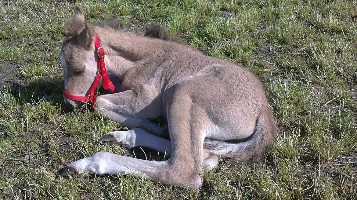 Anden særlig race Sultan billede 3