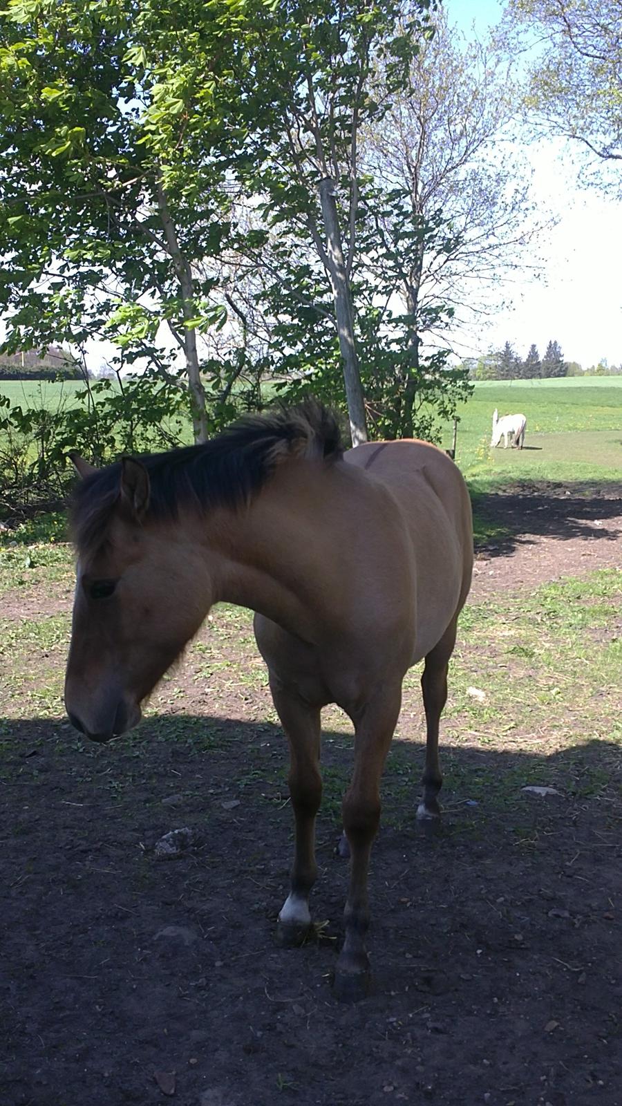 Anden særlig race Sultan billede 4