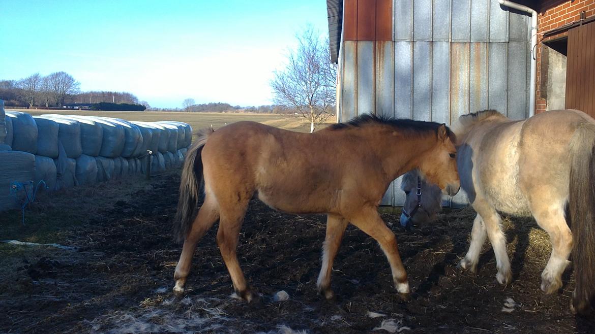 Anden særlig race Sultan billede 5