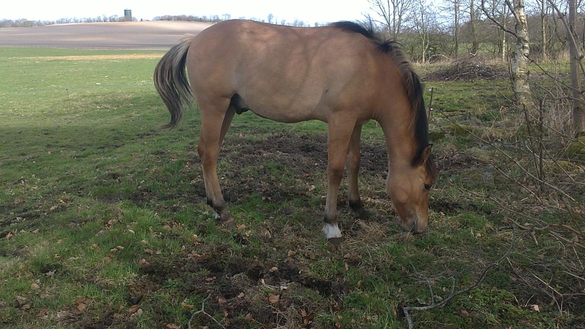 Anden særlig race Sultan billede 6