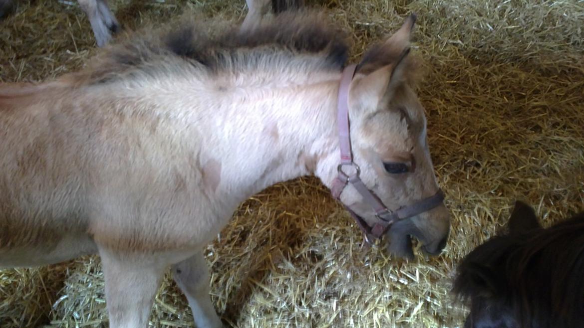 Anden særlig race Sultan billede 7