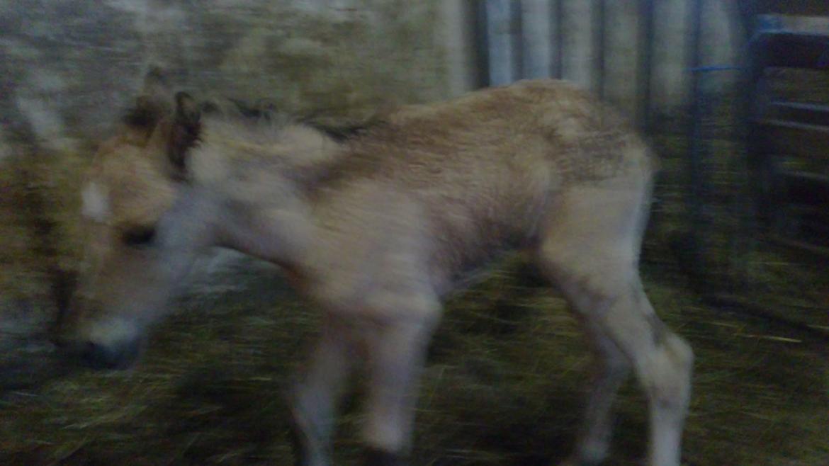 Anden særlig race Sultan billede 8